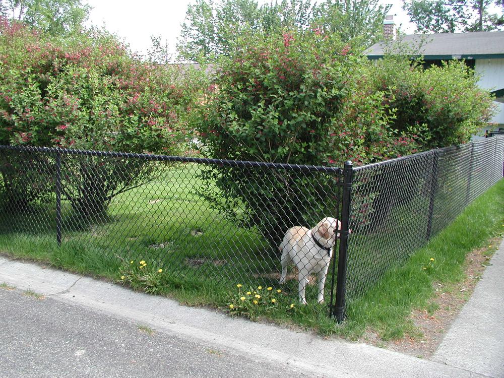 Dog-green-chain-link-fence-min-2263e5d4-1920w