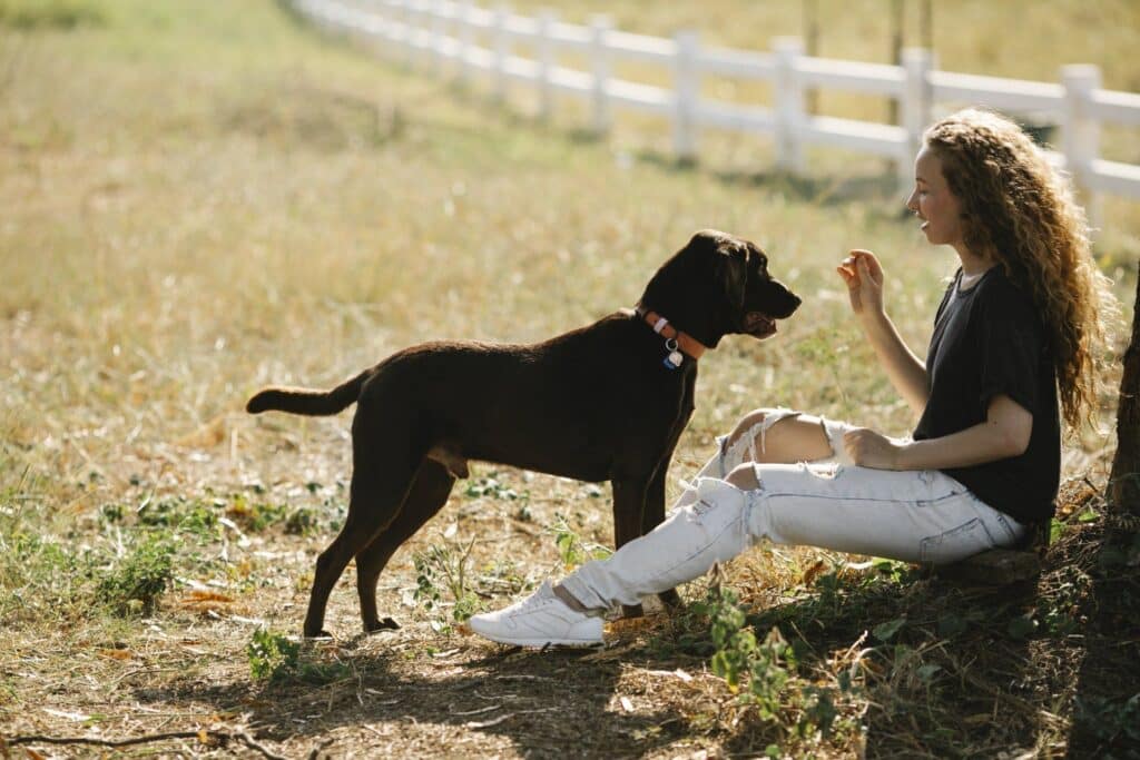 How-to-Get-the-Perfect-Dog-Fence-for-Your-Yard-What-You-Need-to-Know