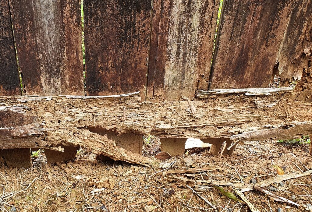 Replace Your Wood Fence - Termites or Pest Damage Wood Fence