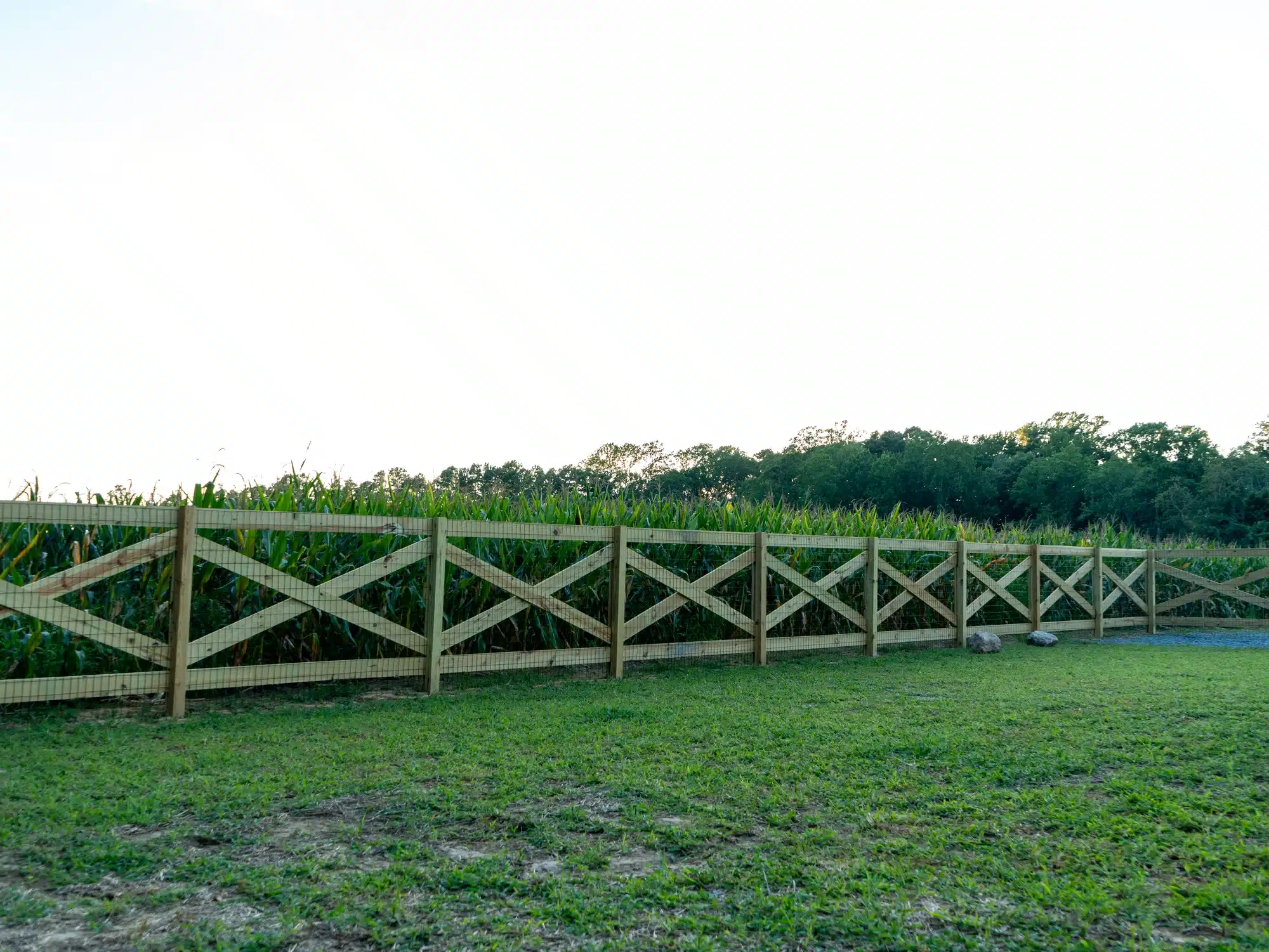 Crossbuck farm fence running along the edge of a cornfield in Essex County, Virginia